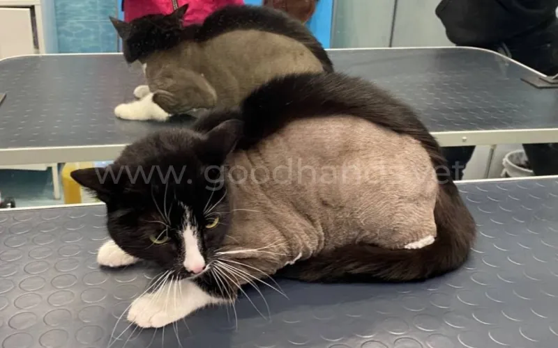 Можно ли кошку стричь летом?