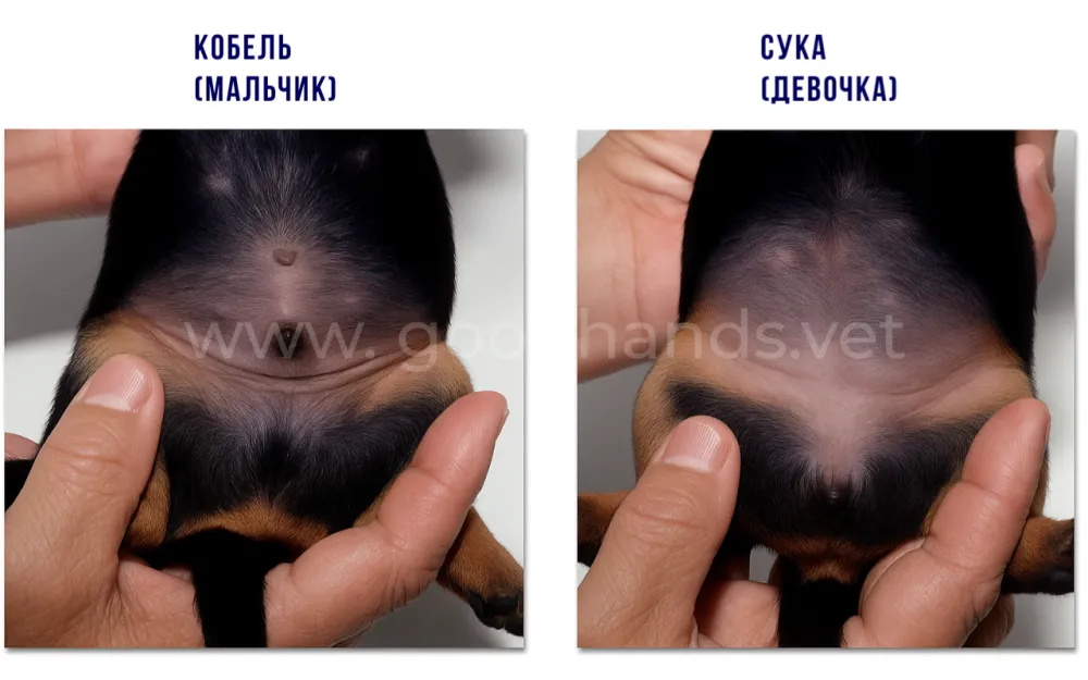 2как определить пол щенка.png