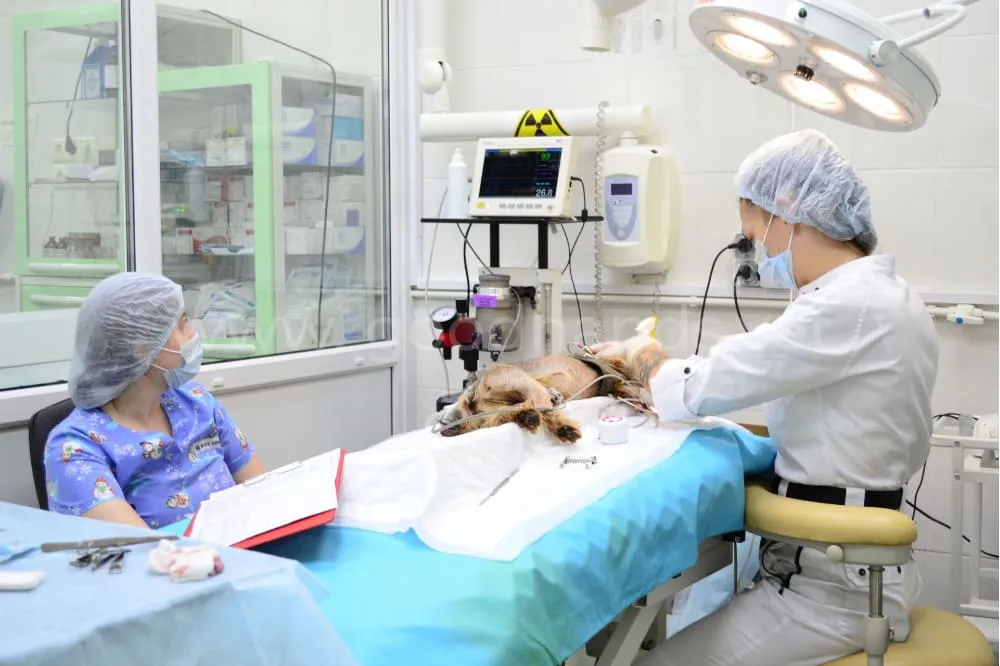 Санация ротовой полости в ветеринарной клинике «в Добрые Руки»